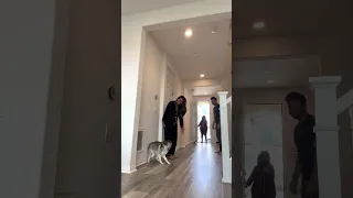 Sapphie the pomsky reunites with her parents after their vacation