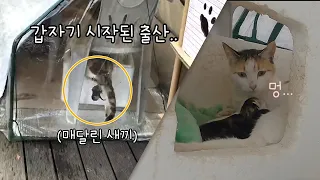 준비도 안된 채 시작된 출산에 놀라 어쩔 줄 몰라 하는 어미고양이..