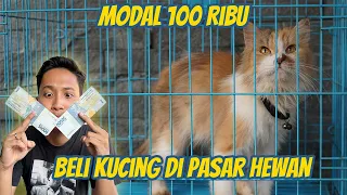 MODAL 100 RIBU !! NEKAD ADOPSI KUCING DARI PASAR HEWAN