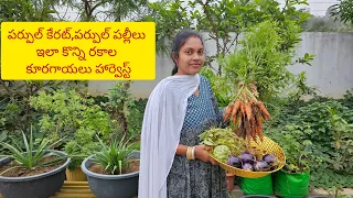 పర్పల్ కేరట్స్,పర్పల్ పల్లీలు,సీతాఫలం కొన్ని రకాల కూరగాయలు హార్వెస్టింగ్/#vegetables/#harvesting