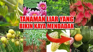 Harganya Jutaan ! 7 Tanaman Liar Yang Ternyata Bernilai Jual Sangat Tinggi