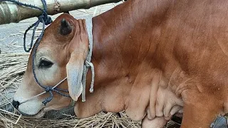আজকের গরুর হাট - Live 🔴