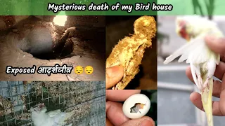 Exposed ☠️ Mysterious death of my Bird House | कैसे बन गया आदर्शजीव 😔 | #mysterious #birdhousenew