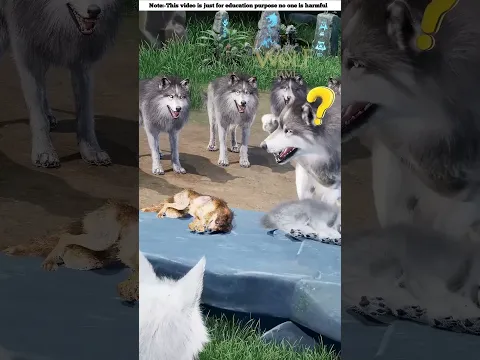 The fox has replaced the baby hyena 😱 #ytshorts
