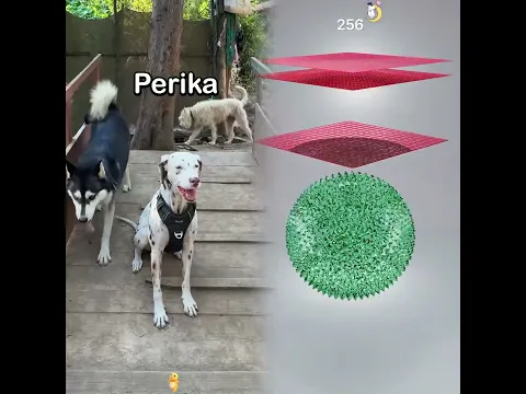 Ayúdame a adoptarla! 🐶🙏