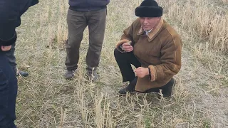 Qoraqalpog'istonda YERGA ISHLOV BERILMASDAN ekilgan kuzgi bug'doyning 22 dekbardagi holati