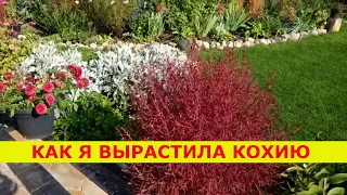КАК МНЕ ВСЕ ТАКИ УДАЛОСЬ ВЫРАСТИТЬ КОХИЮ .  СУПЕР СПОСОБ