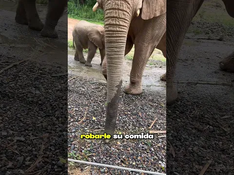🐘😂🥜¡El glotón de Jack no dejaba de robarle la comida al elefantito!#Elefantes #AnimalesDivertidos