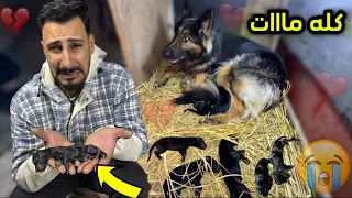 بولا ولدت والفرحه ما كملت | الجراوي مااتت😭