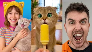 CRAZIEST Cats Compilation 😻😂 l Try Not To Laugh At These KITTENS 2026