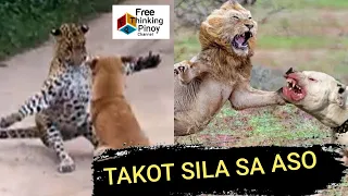 10 HAYOP NA KAYANG TALUNIN NG ASO | Dogs VS Wild Animals: Lion, Tiger, Leopard, Crocodile & Wolf