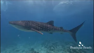 14.03.24 - Whale Shark & Manta Rays. Dives at Manta Point, Raangali Beyru & Sunset Arches Maldives