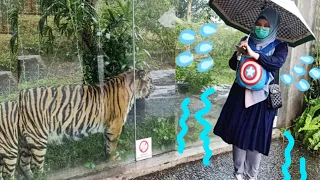 ALMER JALAN JALAN BERSAMA KELUARGA DI KEBUN BINATANG