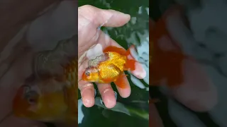 Flesh Eating Bacteria- How to Euthanize a Goldfish