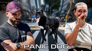 Ce CHIEN-LOUP est TERRORISÉ par la VIE ! - Panic Dog Ep13