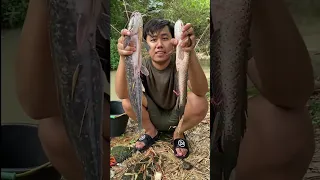 Kumpulan Video Jebak Ikan Dapat Ikan Lele Monster Dan Channa Maru