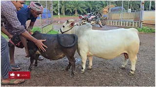Mating of micro mini cattle | Below 2 Feet Height | Nadipathy Goshala | #trending #youtube #video