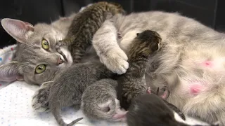 Loom's Newborn Kittens 2021-05-28