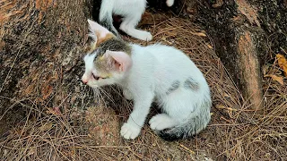 Kittens funny live play #cat #meow