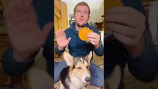 СМЕШНЫЕ ВИДЕО С ЖИВОТНЫМИ | ПРИКОЛЫ С ЖИВОТНЫМИ | КОРГИ ЛУНА ПОДБОРКА
