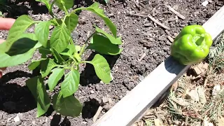4 Ways to Speed Up Pepper Growth & Fruiting