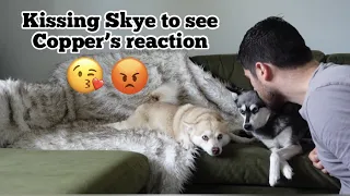 Kissing My Mini Husky On The Head To See My Klee Kai's Reaction