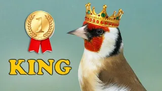 GOLDFINCH 12h New KING for Training Song