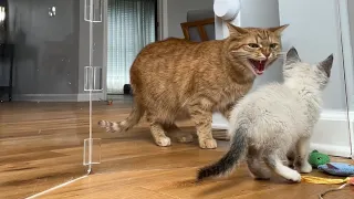 Introducing a kitten to my 5 year old cat 