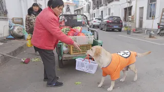 狗狗一天比人還自律，買菜帶娃伺候主人，保姆：我竟輸給一條狗