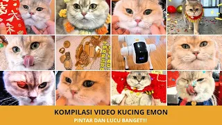 Kompilasi Tingkah Unik Kucing Emon yang Pintar Banget! Bikin Melongo 🤯🐱
