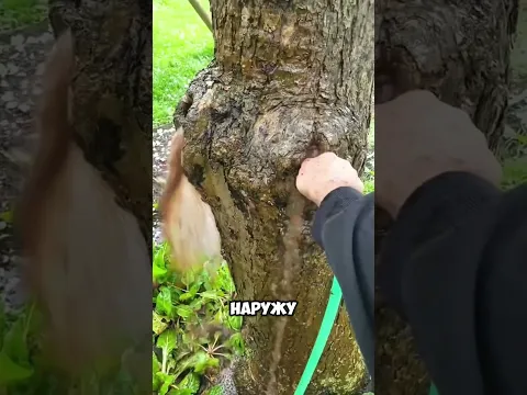 не поливайте слишком много дупла дерева    #short