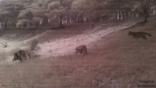 Luftë e vërtetë në mes të ujqërve dhe derrit të egër