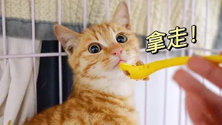 流浪小橘貓进家第二天，不吃不喝搞絕食，鏟屎官急得開口喊祖宗｜李喜猫