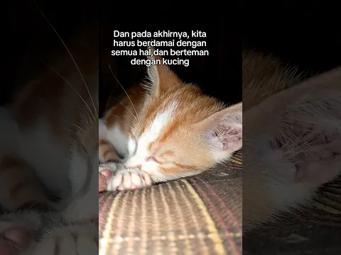 Ya ya saya suka #cat #kucing #shorts