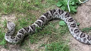 Timber rattlesnake vs. Eastern diamondback