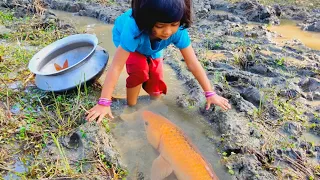 amazing hand fishing video  - smart girl catching fish - best hand fishing by mawa