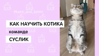 Как научить котика команде СУСЛИК