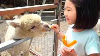 好可愛的熊貓寶寶呀！ 宝蓝与恐龙一起去野生动物园