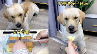 【旺仔很忙🐶】今天給狗子過生日，狗子很開心…