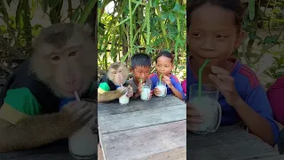 Funny Monkey Videos with children |Monkey Koko #funnymonkeyvideos #monkey #comedy