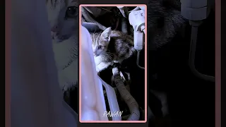 عملية انقاذ قطة فاشله 😔😔