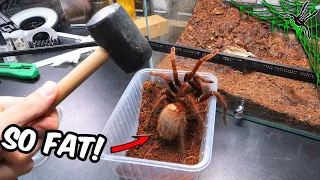 I Received THE FATTEST TARANTULA Ever!
