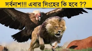 দেখুন ঈগল কতটা ভয়ংকর হতে পারে- দেখলে আপনার বুক কেঁপে উঠবে | Most Dangerous Eagle Attack