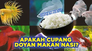 APAKAH IKAN CUP4NG MAU MAKAN NASI?