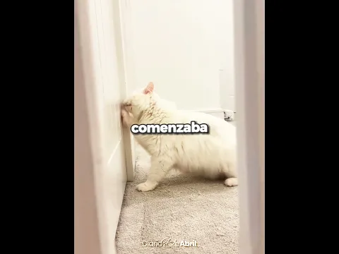 Mi gata es SORDA, pero SABE que estoy en CASA 🥺