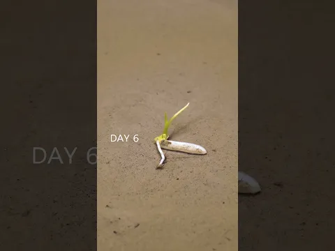 Growing Rice Under Water - Time Lapse