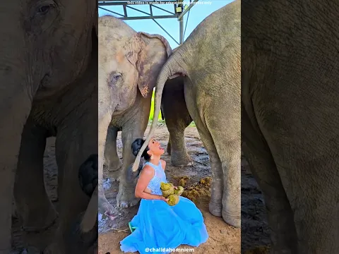 this girl catches elephant droppings #shorts | GajabTathya