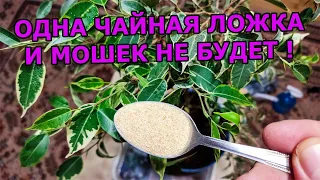 1 ЧАЙНАЯ ЛОЖКА И МОШКИ В КОМНАТНЫХ ЦВЕТАХ И РАССАДЕ ИСЧЕЗНУТ СРЕДСТВО ОТ МОШЕК В ЦВЕТАХ  #garden