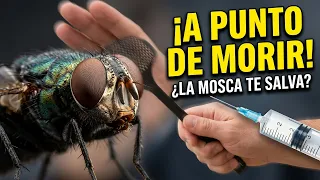 Por Qué Este Animal te Salvaría La Vida — La Mosca