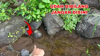 BAHKAN GAK CUMAN IKAN CHANNA, MALAH ADA BUAYA -  MANCING IKAN CHANNA LIMBATA